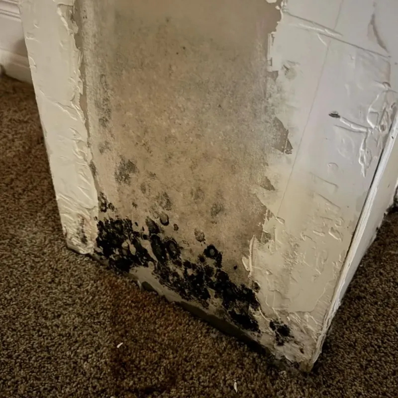 Professional Mold Removal in Greenup, KY